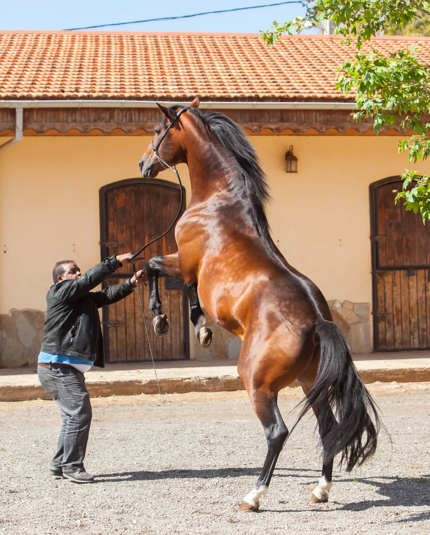 cheval cabre — Haras Metidji
