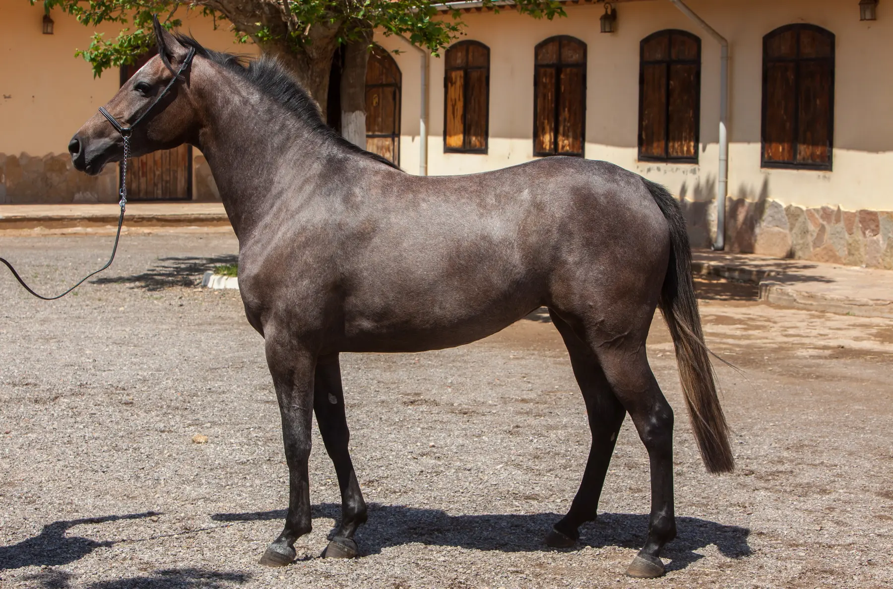 cheval gris entier — Haras Metidji
