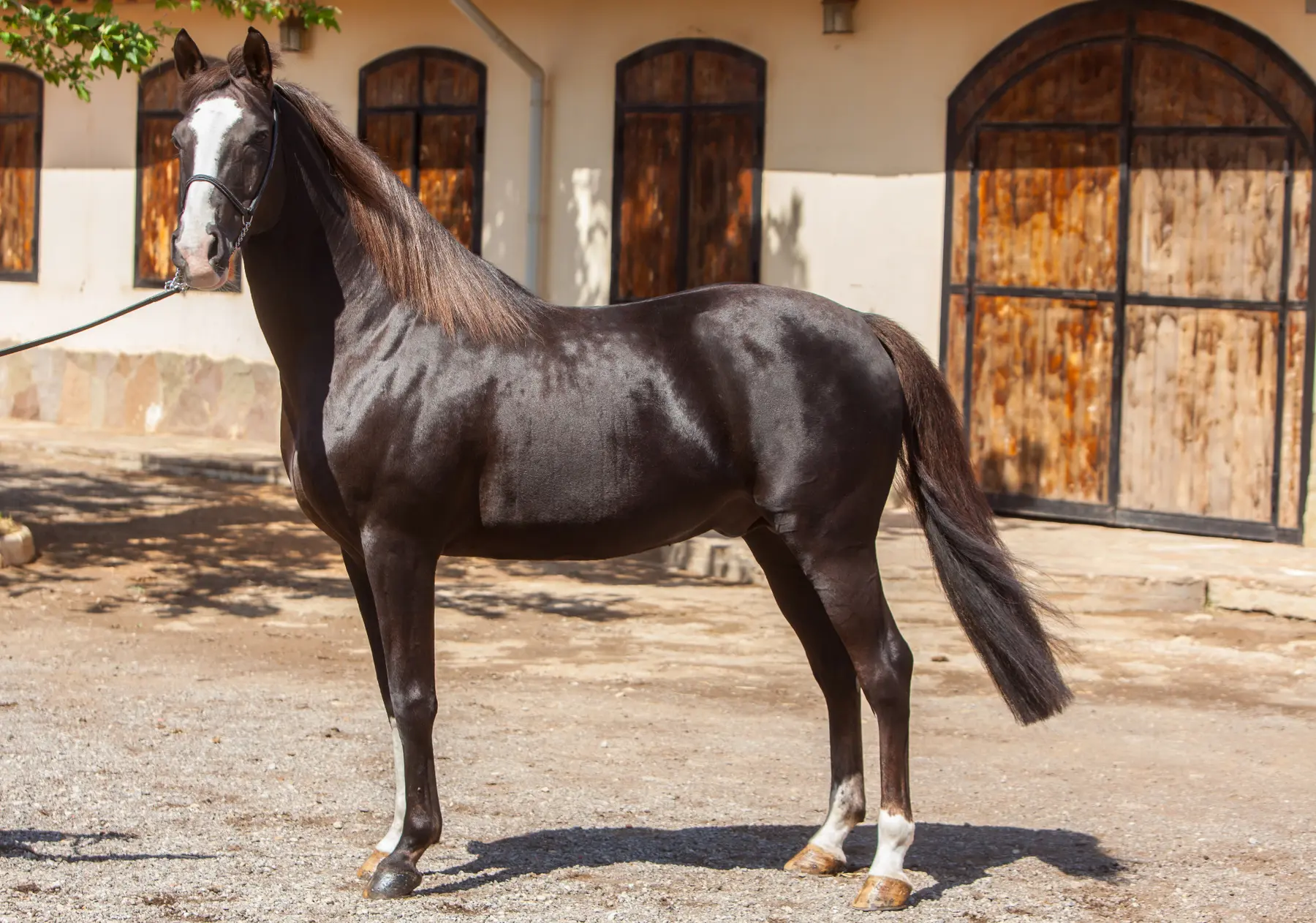 cheval noir entier — Haras Metidji