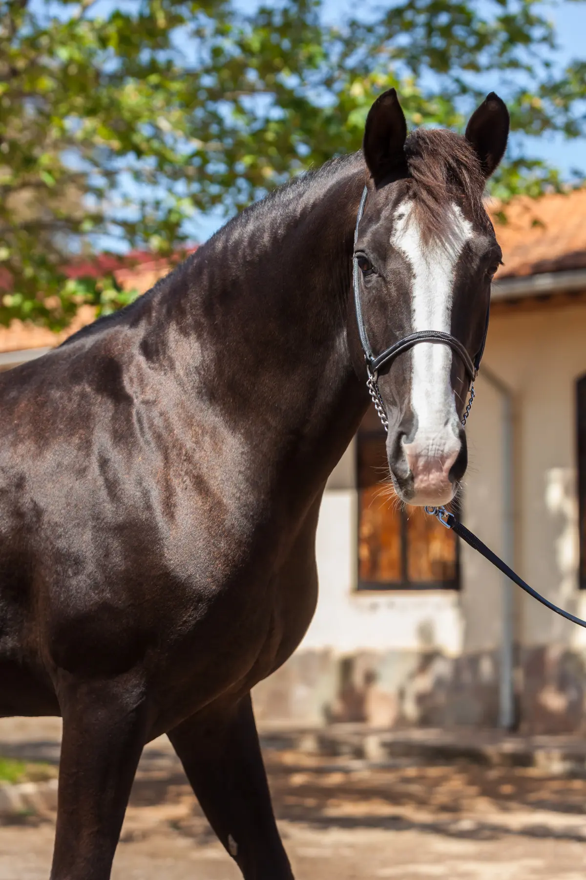 cheval noir liste — Haras Metidji