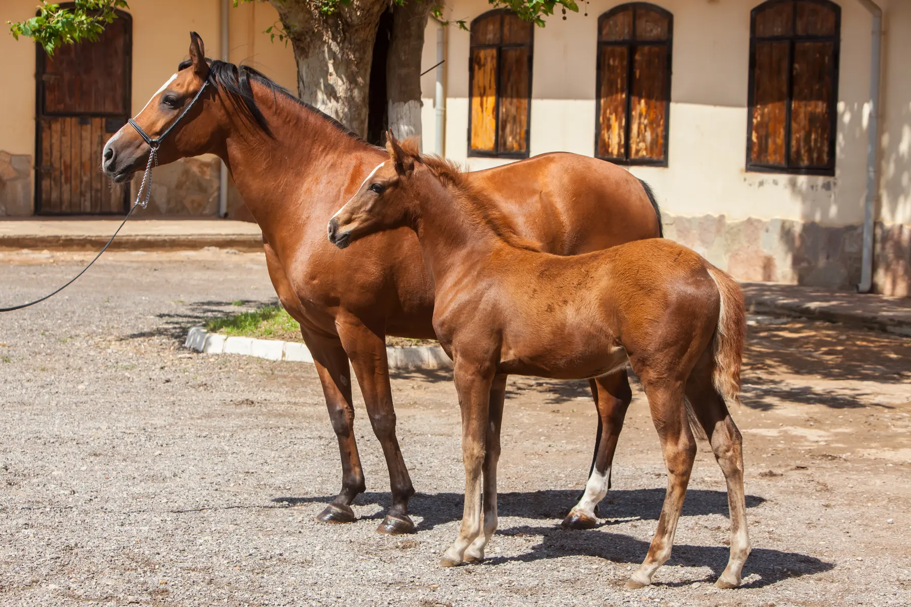 jument poulain — Haras Metidji