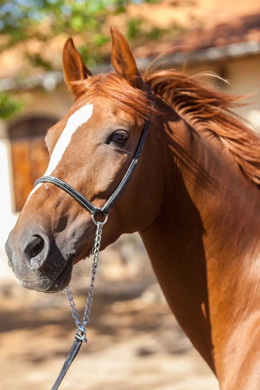 portrait alezan criniere — Haras Metidji
