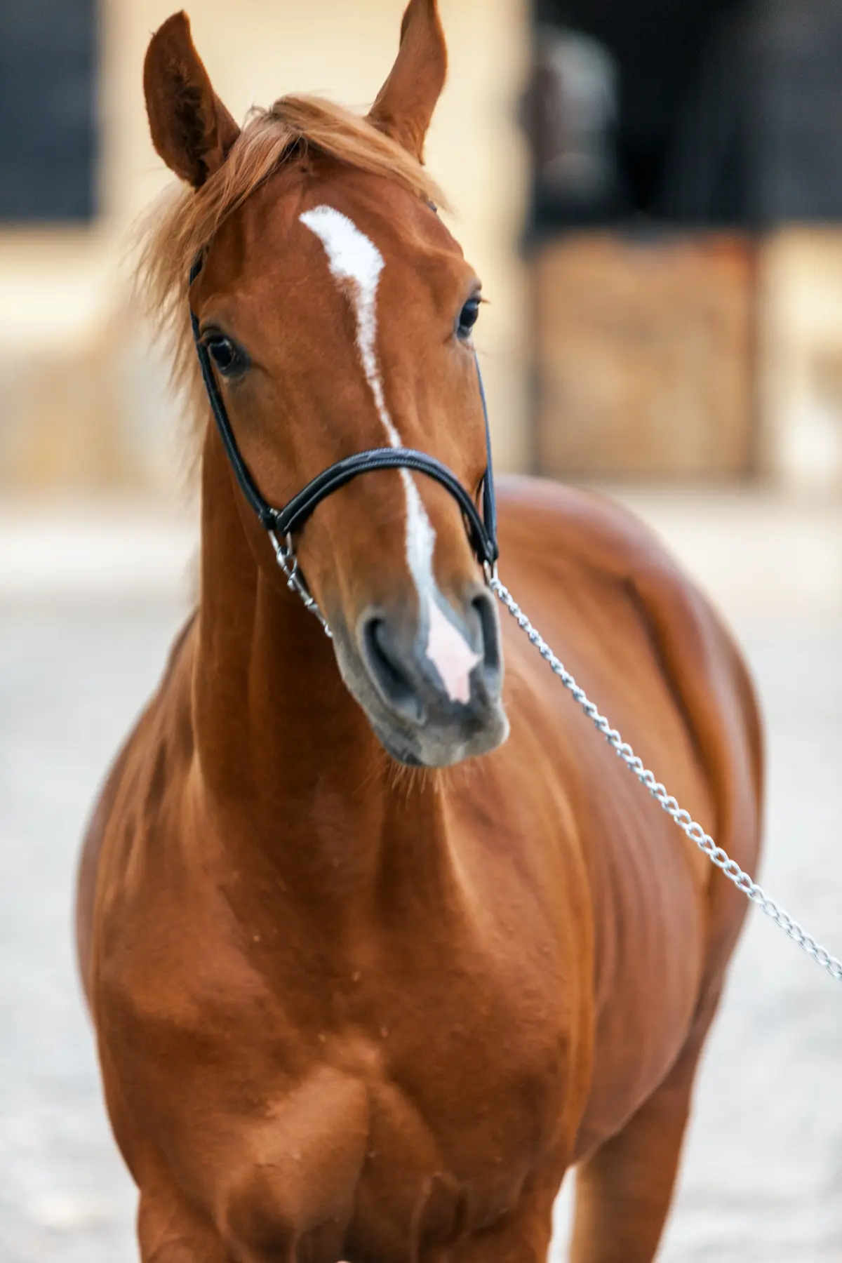 portrait alezan face — Haras Metidji