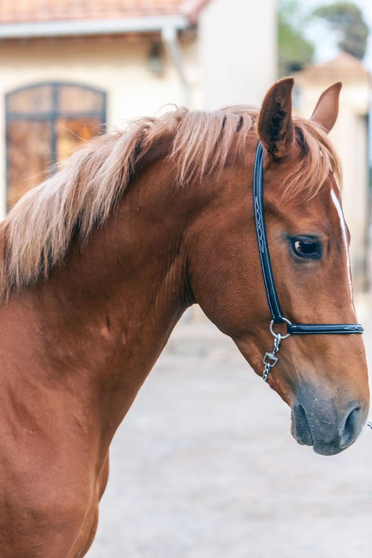 portrait alezan profil — Haras Metidji