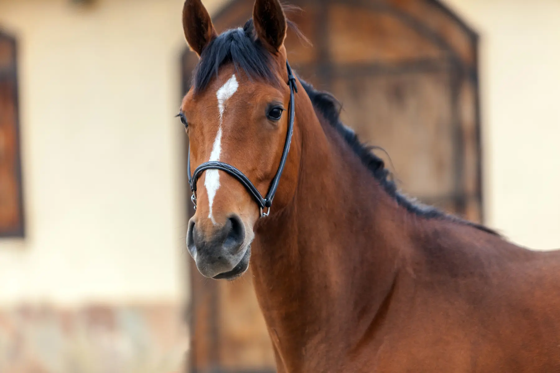Projet Haras Metidji