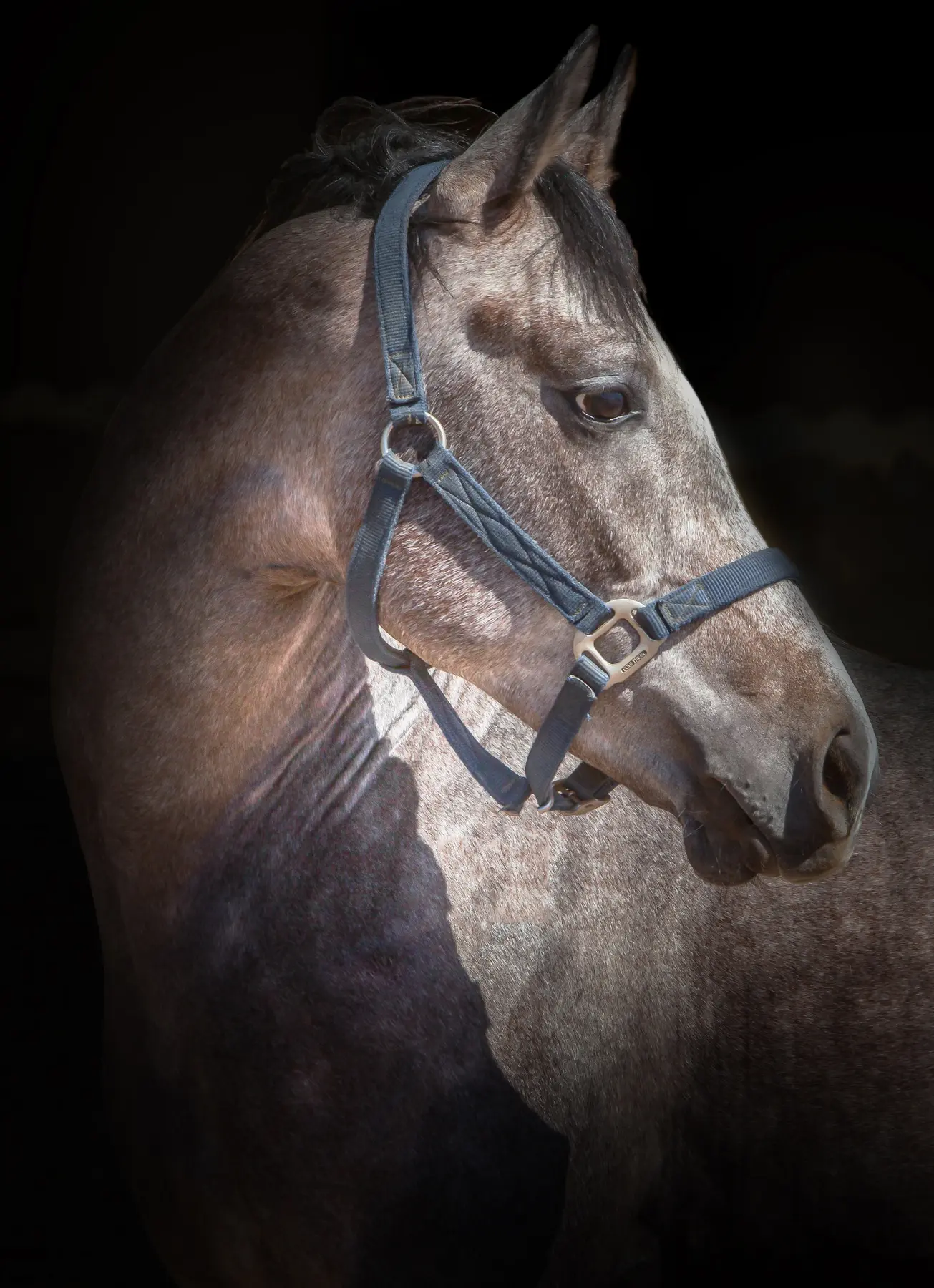 portrait cheval gris studio — Haras Metidji