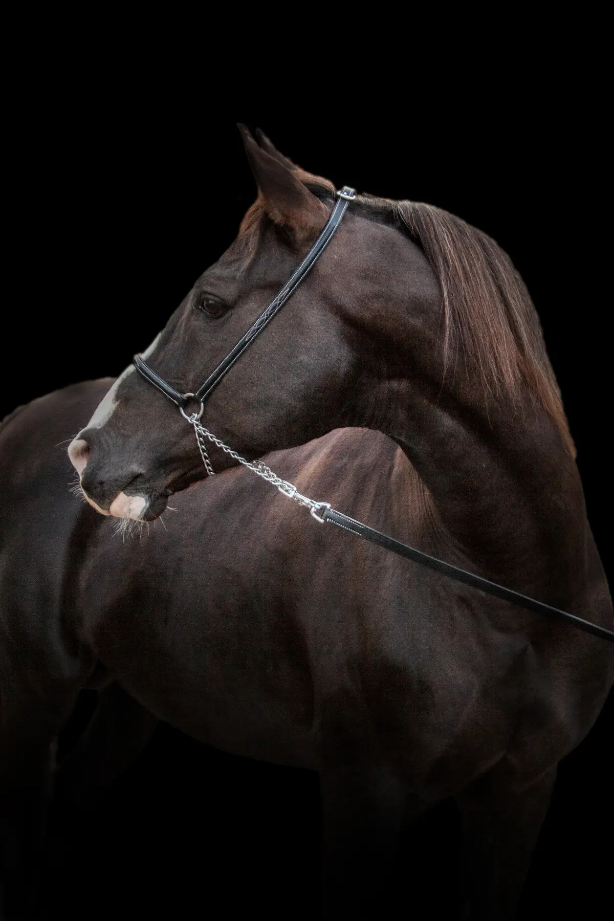 portrait cheval noir — Haras Metidji