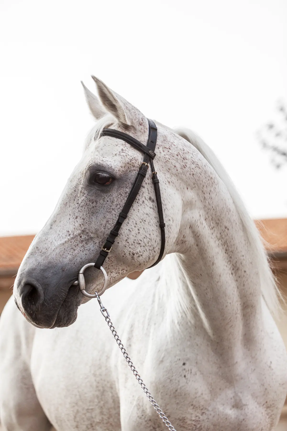 portrait gris clair — Haras Metidji
