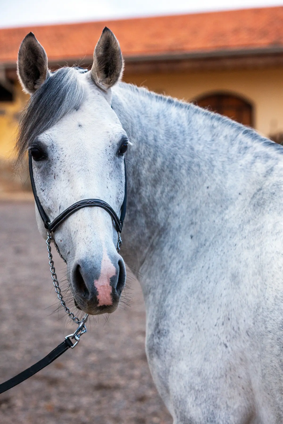 portrait gris face — Haras Metidji