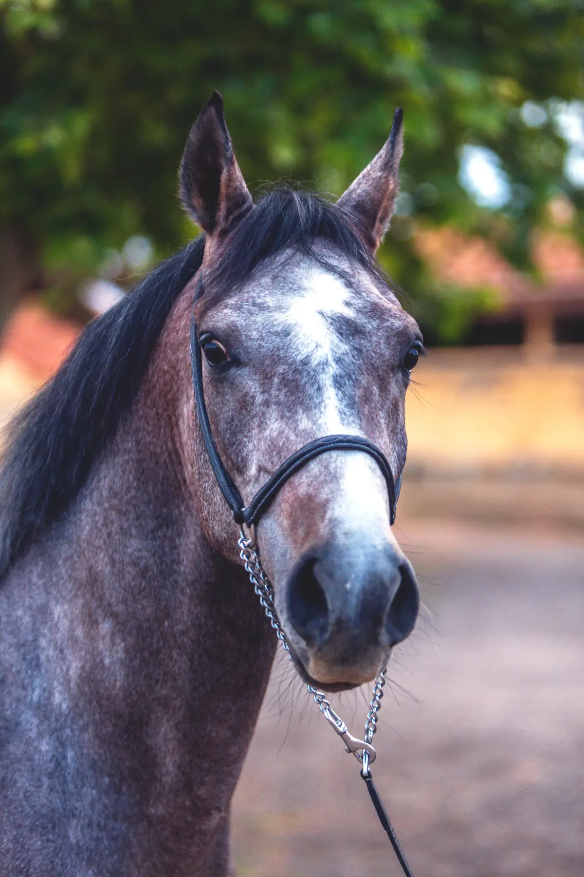 portrait gris fonce — Haras Metidji