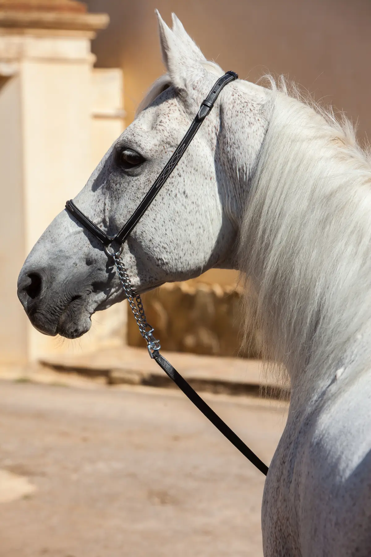 portrait gris profil — Haras Metidji
